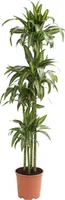 Dehner Drachenbaum Hawaiian Sunshine, zweitriebig, 170-180 cm, Ø Topf 27 cm, Zimmerpflanze