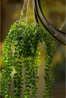 Emerald Kunstpflanze Ficus Pumila Hängend mit Topf 60 cm