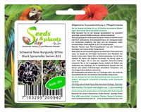 20x Burgundy Rose White Black Spraynelke Pflanzen - Samen #23