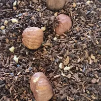 Haselnuss Krokant Honeybush Tee Naturideen® 100g