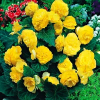 Begonie Multiflora Gelb 1 St. Knolle Blumen Blumenknolle Garten Töpfe Blüten