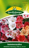 Quedlinburger Saatgut - Sommerazalee - Samen - 512352