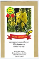 Großblütige Königskerze - Verbascum densiflorum - Arzneipflanze mit großen Blüten - 1000 Samen