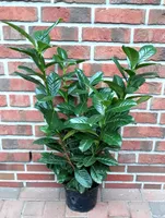 10 Kirschlorbeer, Prunus Novita, Pflanzenhöhe: 60-70 cm, Heckenpflanzen, 3L.Topf, Heckenpflanzen