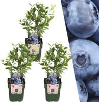 3 x Heidelbeerpflanzen - Ø 13 cm - ↨ 20 cm