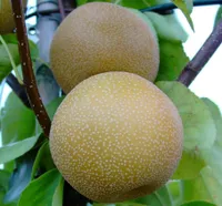 Nashi Hosui Buschbaum