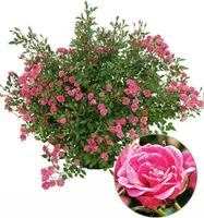BALDUR-Garten Lilly Rose® "Wonder5", 1 Pflanze, Balkonrose für Töpfe und Kübel, winterhart, blühend, Schnittblume, viele Blüten, robust, Rosen-Rarität
