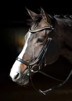 Harry´s Horse Anatomic Rosegold Trense Schwarz Full Schwarz Full