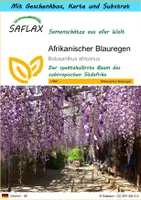 SAFLAX - Geschenk Set - Afrikanischer Blauregen - 15 Samen - Mit Geschenk- / Versandbox, Versandaufkleber, Geschenkkarte und Anzuchtsubstrat - Bolusanthus africanus