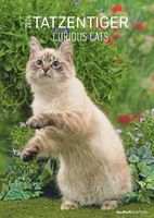 Tatzentiger 2024 - Bildkalender A3 (29,7x42 cm) - Curious Cats - mit Feiertagen (DE/AT/CH) und Platz für Notizen - Wandplaner - Katzenkalender