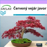 SAFLAX - Červený vejár javor - Acer palmatum atropurpureum - 20 Semená