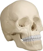 Erler Zimmer Osteopathie-Schädelmodell, 22-teilig, Natur