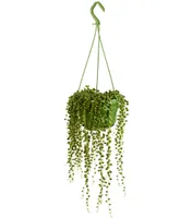 Dehner Erbsenpflanze Perlenschnur, hängender Wuchs, ca. 25-35 cm, Ø Topf 14 cm, Sukkulente
