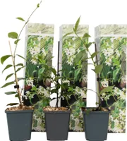 Sternjasmin - 3 Stk - Trachelospermum jasminoides - Höhe 25-40cm - ⌀9cm
