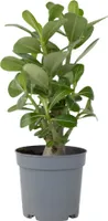 Wüstenrose - Adenium obesum - Höhe 25-40cm - ⌀10,5cm