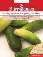Dürr-Samen - Einlegegurken Vorgebirgstrauben - Saatgut - 0019