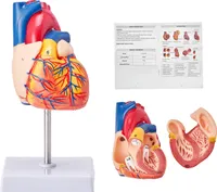 VEVOR Lebensgroßes Menschliches Herzmodell, 2-teiliges 1:1-Anatomisches Herzmodell, Menschliches Herz Modell mit Markenzeichen für Anatomie 109 x 109 x 215 mm, PVC Basis für Schulunterricht