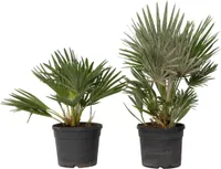Vulkan Zwergpalme - 2 Stk - Chamaerops 'Vulcano' - Höhe 35-45cm - ⌀19cm