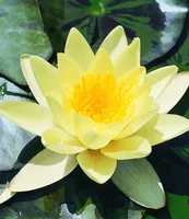 BALDUR Garten Seerose (Nymphaea) 'Goldgelb',1 Stück, blüht mit gelben Blüten, äußerst beliebte Wasserpflanze, winterhart, mehrjährig & pflegeleicht, gelb strahlender Blickfang im Teich