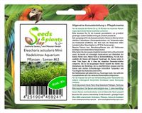 30x Eleocharis acicularis Mini Nadelsimse Aquarium Pflanzen - Samen #62