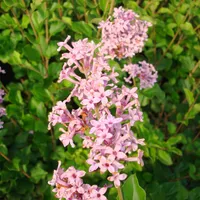 Zwergflieder Syringa meyer 'Palibin' im 5 Liter Topf 40-60 cm