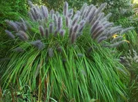 1 x Pennisetum alopecuroides 'Moudry' 1 Liter (Ziergras/Gräser) Lampenputzergras
