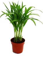 Exotenherz Goldfruchtpalme Areca Dypsis lutescens  1 Pflanze pflegeleicht luftreinigend 12cm Topf