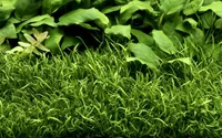 Aquarium Pflanze Lilaeopsis brasiliensis Wasserpflanzen AquaOne Topf Nr.340 Deko