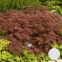 Acer palmatum \'Garnet\' – Japanischer Ahorn – Strauch – Winterhart – ⌀19 cm – ↕50-60 cm