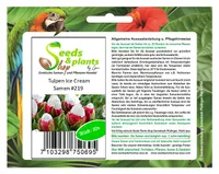 10x Tulpen Ice Cream Saatgut Garten Pflanzen - Samen #219