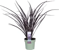 Len nowozelandzki - Phormium 'Rubra Nana' - Ø14cm - ↕50cm