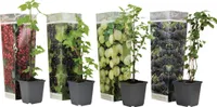 Směs bobulí - 4 ks. - Rubus, rubrum, Uva, Fructosus - Výška 25-40cm - ⌀9cm