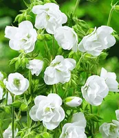 BALDUR-Garten Winterharte Geranien 'Weiße Snow Double®', 2 Knollen, Geranium himalayense