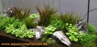 Aquarienpflanzen Set für 250-300 l Aquarium (17)