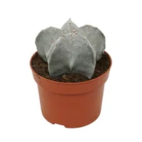 Astrophytum myriostigma - Biskupská mitra - 12cm kvetinác - Kaktus - Izbová rastlina