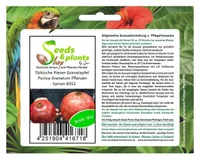30x Türkische Riesen Granatapfel Punica Granatum Pflanzen - Samen #352