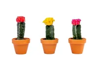 Gardners Gymnocalycium mix, priemer 6 cm