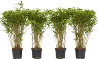 Bambus - 4 ks. - Fargesia nitida 'Gansu' - Výška 50-70cm - ⌀17cm