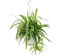 Chlorophytum, Grünlilie, Ampelpflanze 15cm Topf