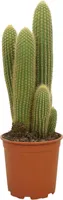 Vatricania Guentheri - Ø21cm - ↕55cm