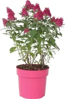 Budleja Dávidova - Buddleja davidii 'Candy' - Výška 30-40cm - ⌀19cm