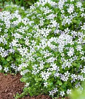 BALDUR Garten Weiße winterharte Isotoma "White Splash", 3 Pflanzen blühender Bodendecker, winterharte Staude, mehrjährig, blühend, Isotoma fluviatilis