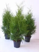 Thuja occidentalis 'Brabant', Lebensbaum, grün, 80–100 cm