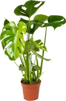 Bloomique - Monstera Deliciosa - Fensterblatt - Zimmerpflanzen - Pflegeleicht - Luftreinigend - Höhe 50-70 cm - Topf 17 cm