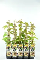 Kiwi 'Hayward' 70 cm - Actinidia deliciosa Hayward - weiblich