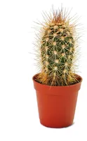 Pachycereus pringley - malá rastlina v 5,5 cm hrnci