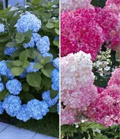 BALDUR-Garten Winterhart Hortensien-Sortiment Hydrangea blau und rosa, 2 Pflanzen Freiland-Hortensie 'Vanille Fraise® und Bauern-Hortensie 'Générale Vicomtesse de Vibraye®', blühend