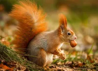 3 D Ansichtskarte Eichhörnchen, Postkarte Wackelkarte Hologrammkarte Tiere Tier
