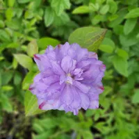 Clematis Vyvyan Pennell 1L