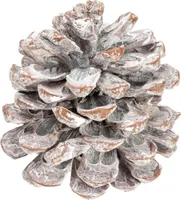 Pinienzapfen in Weiß, Größe ca. 8-12cm, Packung mit 12 Stück | Pinus pinea